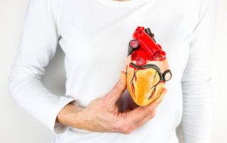 a model heart shows how blood travels through the body